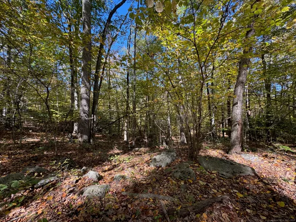 a view of tree