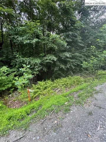 a view of a garden with plants