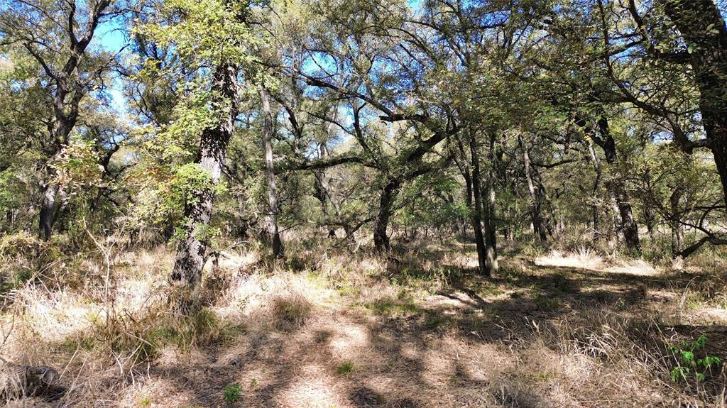 0 Bee Creek Road Maypearl, TX 76064 - Photo 30 of 39 a view of tree