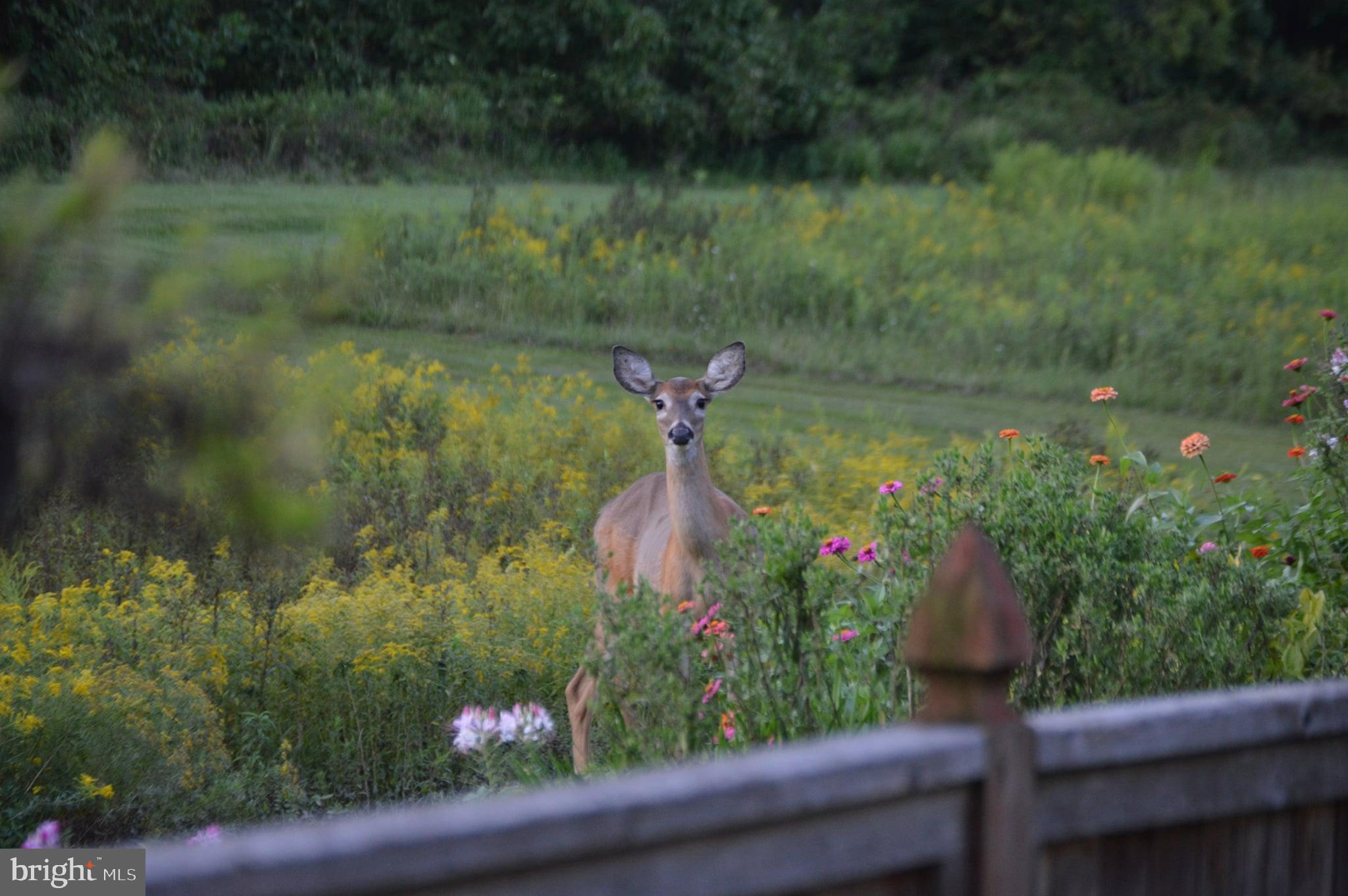 149 Splitrail Lane Blue Bell, PA 19422 - Photo 38 of 40 a view of a garden from a balcony