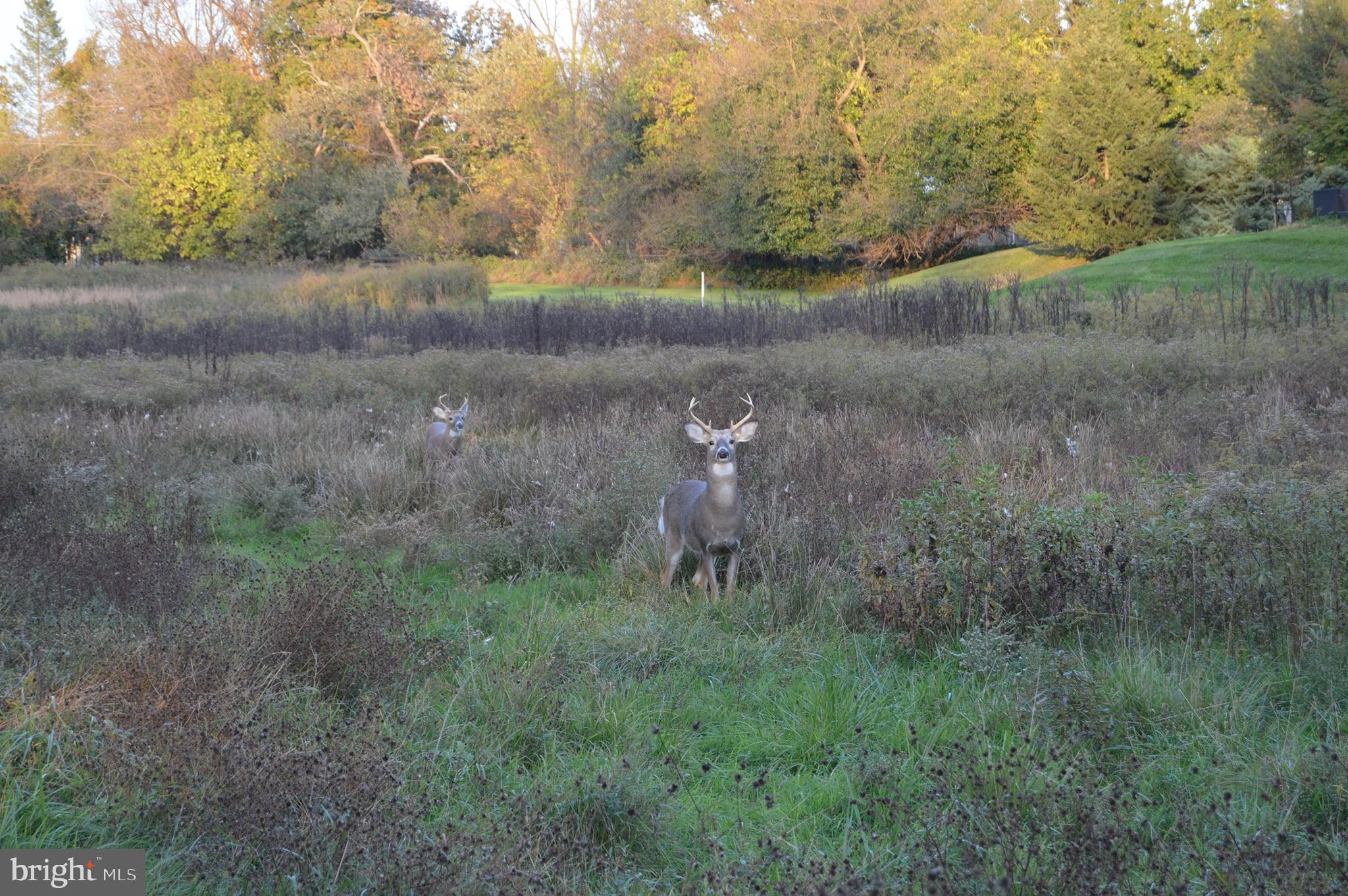 149 Splitrail Lane Blue Bell, PA 19422 - Photo 39 of 40 a view of a dry yard with trees