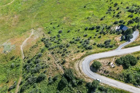 a view of a forest with a tree