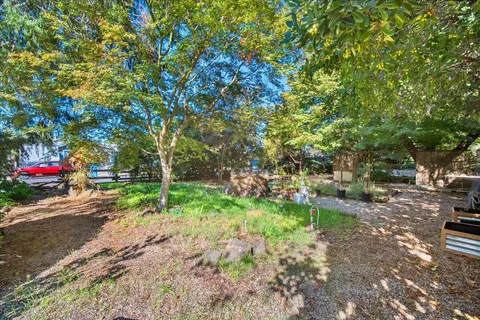 a view of a forest with a tree