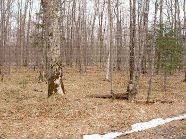 On Charnley Lk Road Park Falls, WI 54552 - Photo 1 of 3 Gallery Image 1