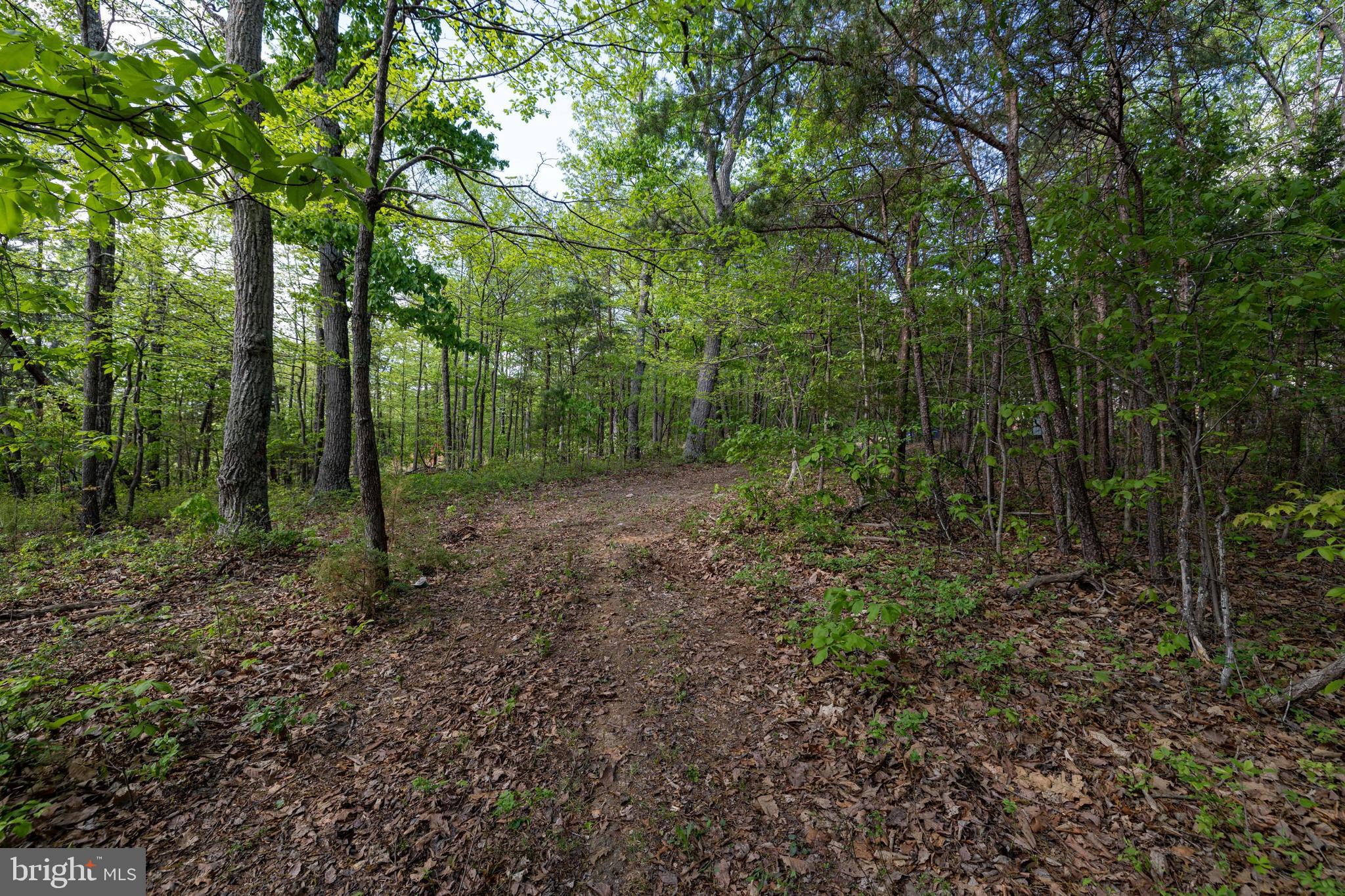 H49 Cross Creek Road Luray, VA 22835 - Photo 40 of 46 a view of a forest with trees in the background