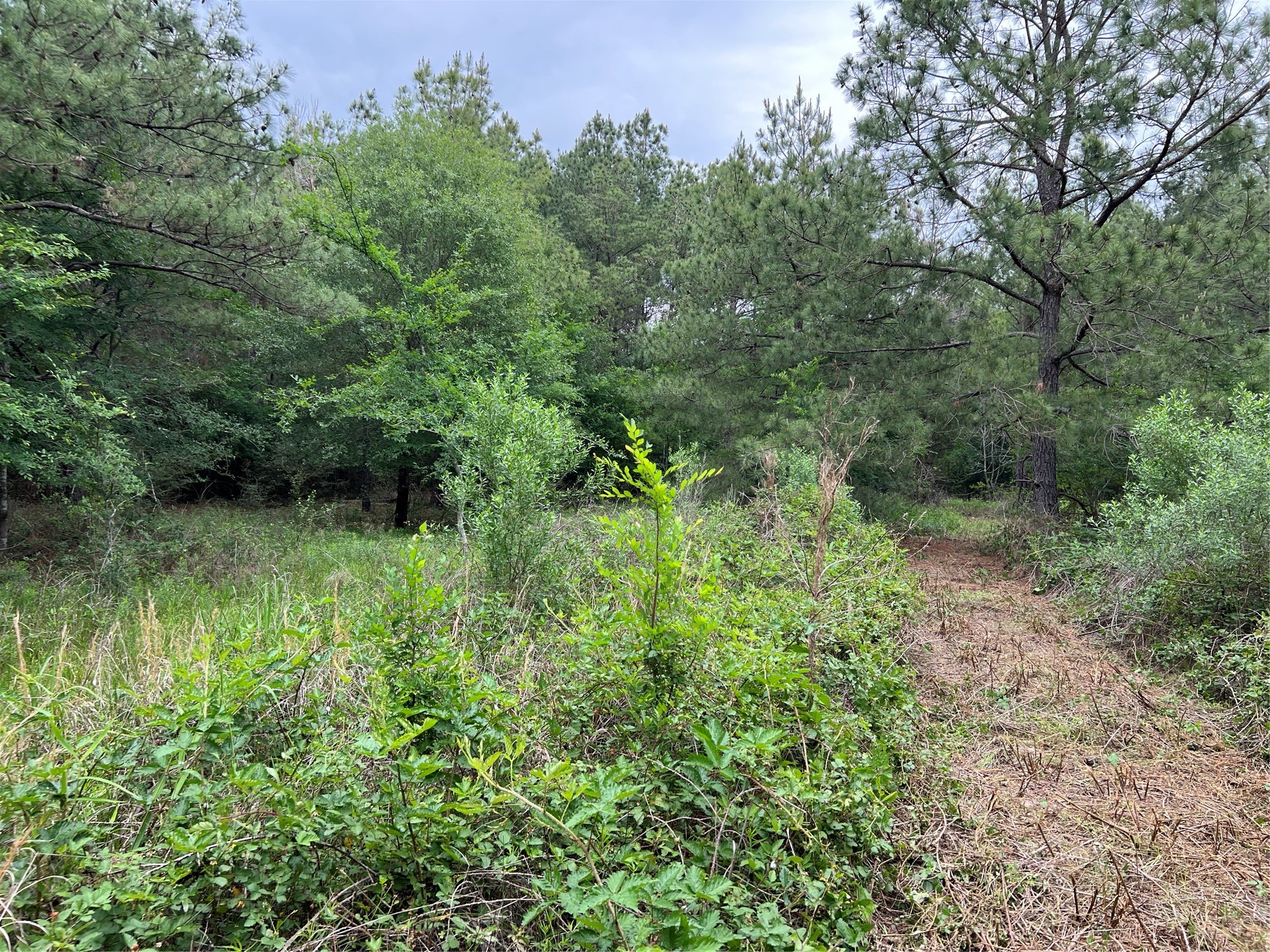 2 English Road Bedias, TX 77831 - Photo 9 of 12 a view of a lush green forest with lots of trees