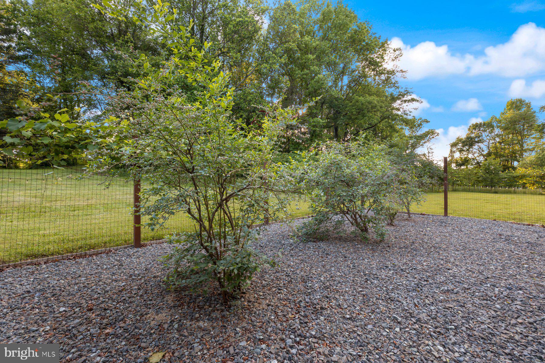 2307 Church Road Bowie, MD 20721 - Photo 66 of 89 Blueberry patch