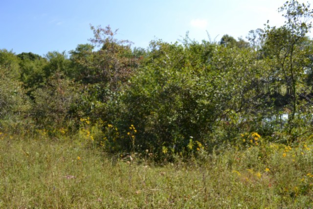 0 Taylor Place Road Jamestown, TN 38556 - Photo 11 of 95 a view of a bunch of trees and bushes