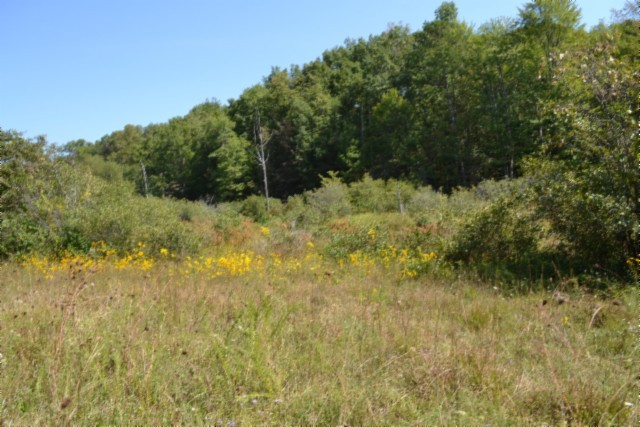 0 Taylor Place Road Jamestown, TN 38556 - Photo 12 of 95