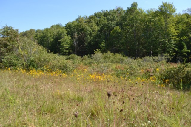 0 Taylor Place Road Jamestown, TN 38556 - Photo 14 of 95