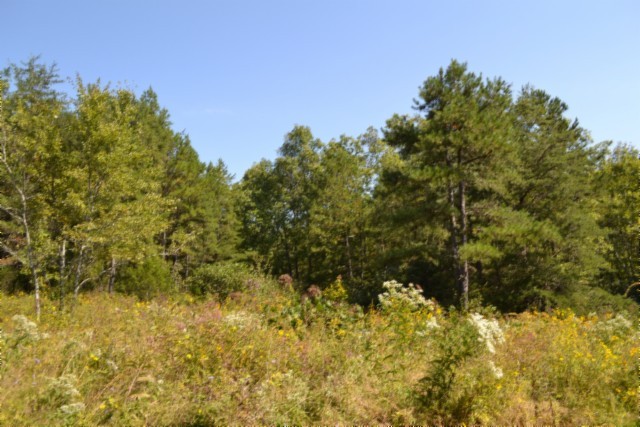 0 Taylor Place Road Jamestown, TN 38556 - Photo 24 of 95