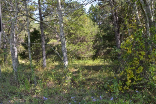 0 Taylor Place Road Jamestown, TN 38556 - Photo 28 of 95 a view of a lush green forest