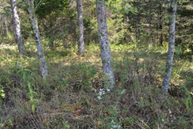 0 Taylor Place Road Jamestown, TN 38556 - Photo 31 of 95 a view of a forest with a tree