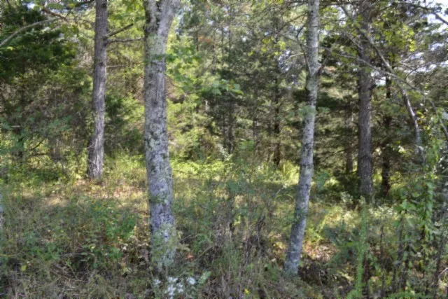 a view of a bunch of trees and bushes