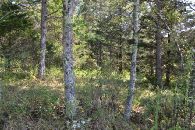 0 Taylor Place Road Jamestown, TN 38556 - Photo 32 of 95 a view of a yard with a tree