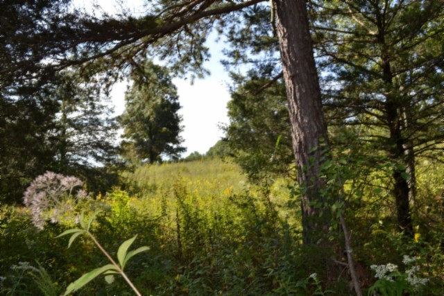 0 Taylor Place Road Jamestown, TN 38556 - Photo 35 of 95 a view of a tree