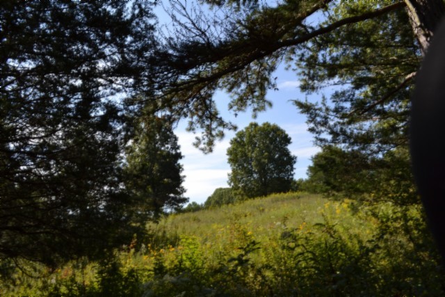 0 Taylor Place Road Jamestown, TN 38556 - Photo 36 of 95 a view of a tree