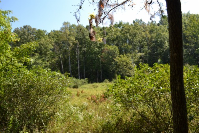 0 Taylor Place Road Jamestown, TN 38556 - Photo 40 of 95 a view of a garden with plants