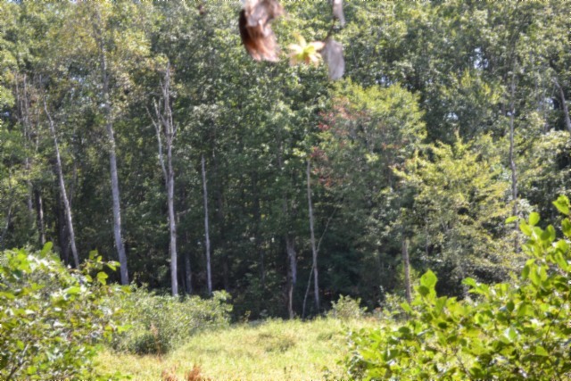 0 Taylor Place Road Jamestown, TN 38556 - Photo 41 of 95 a view of a garden with plants and large trees