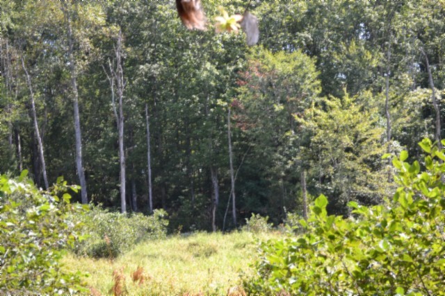 0 Taylor Place Road Jamestown, TN 38556 - Photo 42 of 95