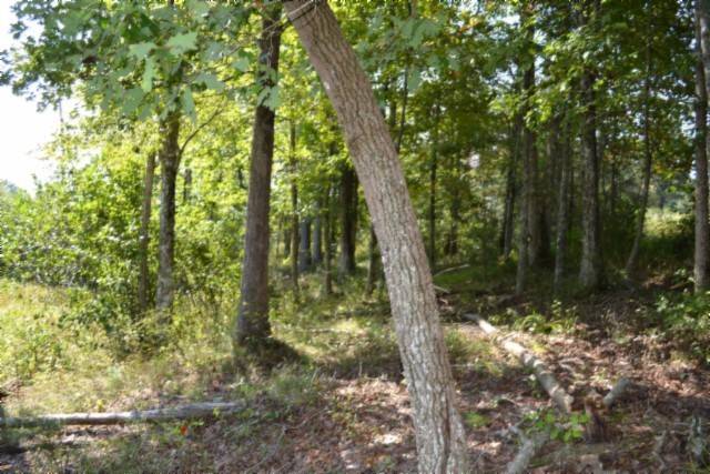 0 Taylor Place Road Jamestown, TN 38556 - Photo 44 of 95 a view of forest