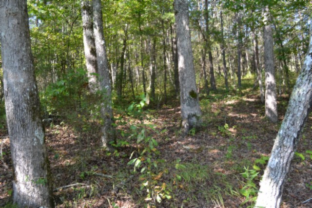 0 Taylor Place Road Jamestown, TN 38556 - Photo 47 of 95