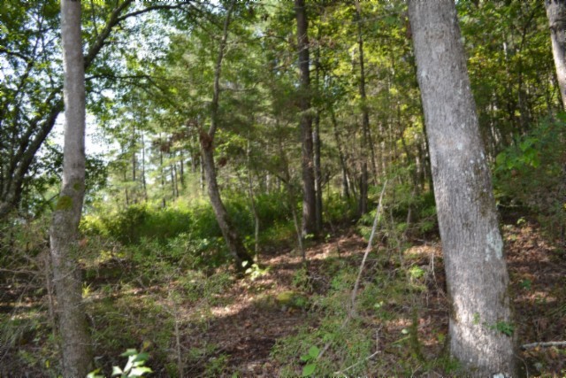 0 Taylor Place Road Jamestown, TN 38556 - Photo 48 of 95 a view of forest