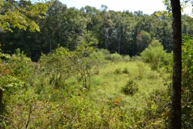 0 Taylor Place Road Jamestown, TN 38556 - Photo 52 of 95