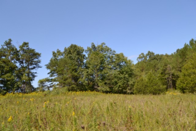 0 Taylor Place Road Jamestown, TN 38556 - Photo 56 of 95 a view of a yard