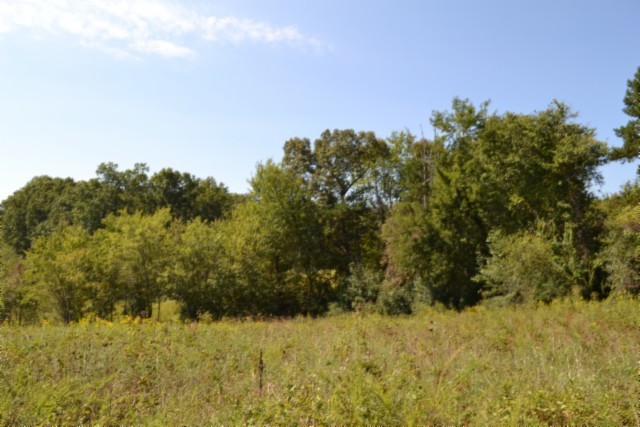 0 Taylor Place Road Jamestown, TN 38556 - Photo 59 of 95 a view of a yard with a tree