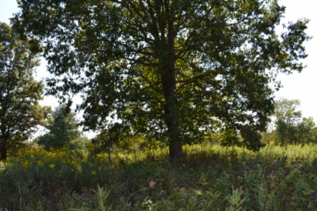 0 Taylor Place Road Jamestown, TN 38556 - Photo 60 of 95 a view of tree