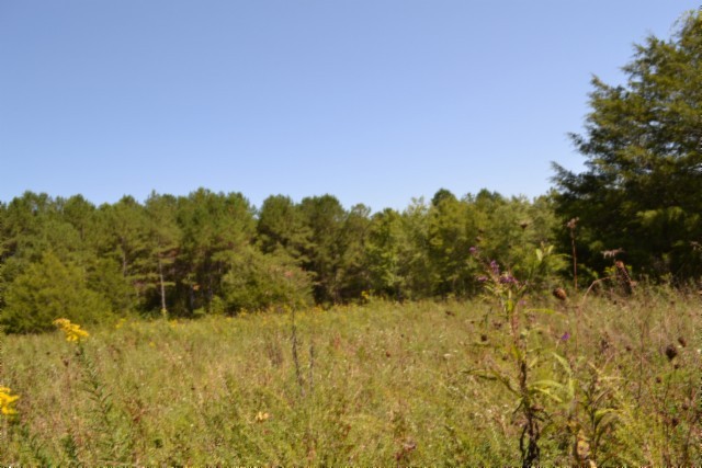 0 Taylor Place Road Jamestown, TN 38556 - Photo 63 of 95 a view of a bunch of trees in a field