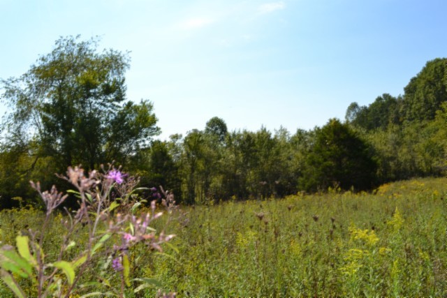 0 Taylor Place Road Jamestown, TN 38556 - Photo 66 of 95 a view of a bunch of trees and bushes