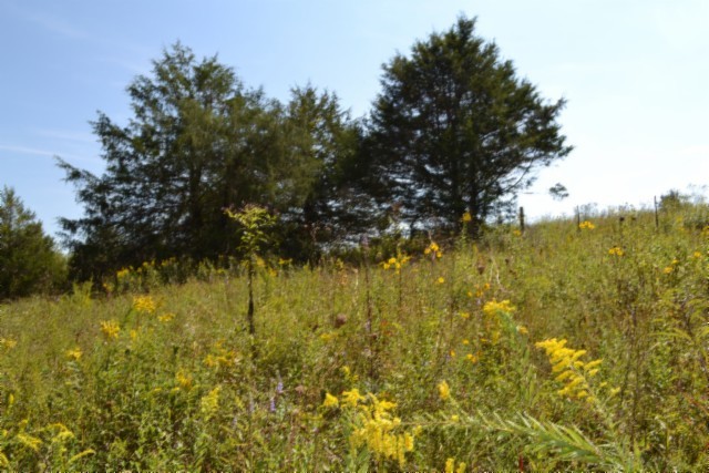 0 Taylor Place Road Jamestown, TN 38556 - Photo 69 of 95