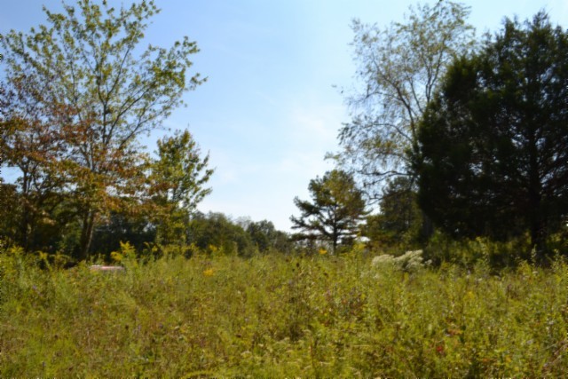 0 Taylor Place Road Jamestown, TN 38556 - Photo 74 of 95 a view of lake with green space