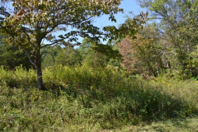 0 Taylor Place Road Jamestown, TN 38556 - Photo 75 of 95 a view of a tree