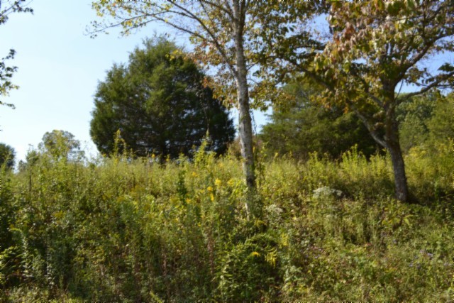 0 Taylor Place Road Jamestown, TN 38556 - Photo 77 of 95 a view of a house in a forest