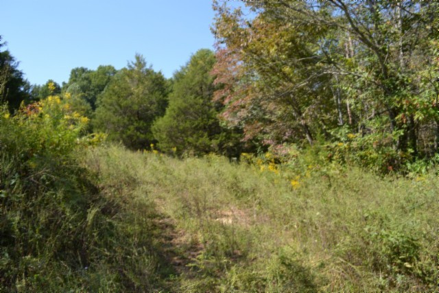 0 Taylor Place Road Jamestown, TN 38556 - Photo 78 of 95 a view of a lush green forest with large trees
