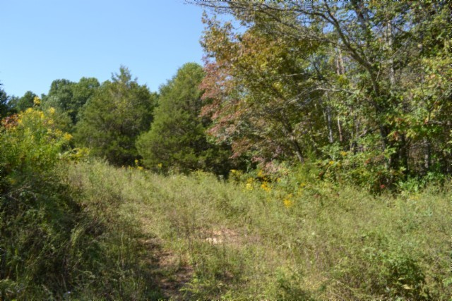 0 Taylor Place Road Jamestown, TN 38556 - Photo 80 of 95 a view of a yard with a tree