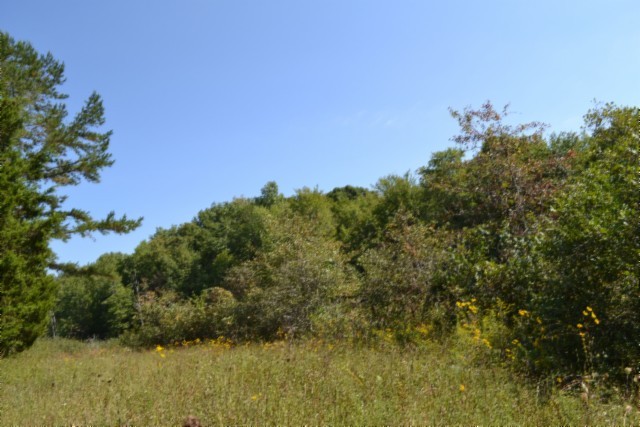 0 Taylor Place Road Jamestown, TN 38556 - Photo 8 of 95 a view of a bunch of trees and bushes