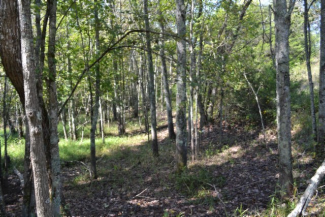 0 Taylor Place Road Jamestown, TN 38556 - Photo 82 of 95 a backyard of a house with lots of green space
