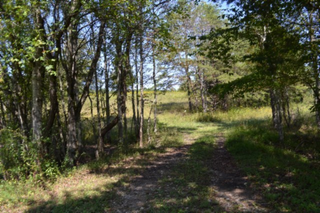 0 Taylor Place Road Jamestown, TN 38556 - Photo 84 of 95 a view of a yard