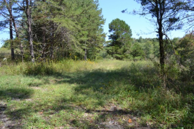 0 Taylor Place Road Jamestown, TN 38556 - Photo 85 of 95 a view of a lush green forest with lots of trees