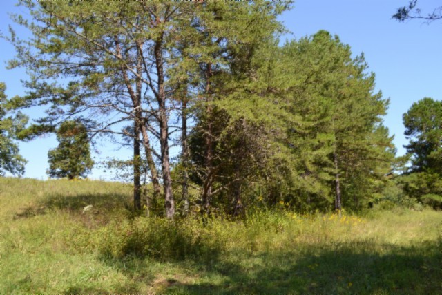 0 Taylor Place Road Jamestown, TN 38556 - Photo 86 of 95