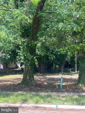 a view of a yard with plants and large trees