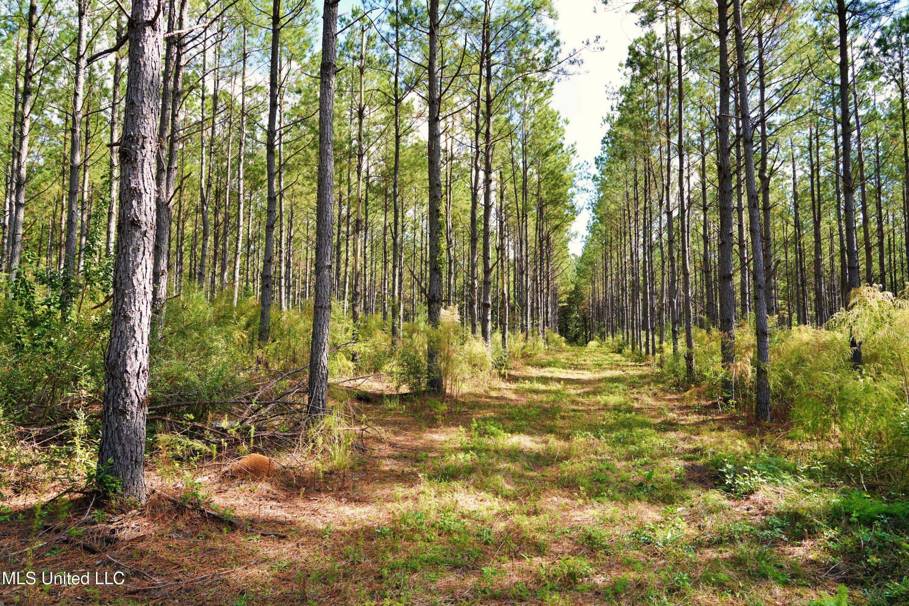 2093 Mallalieu Drive Ruth, MS 39662 - Photo 13 of 35 DSC00116