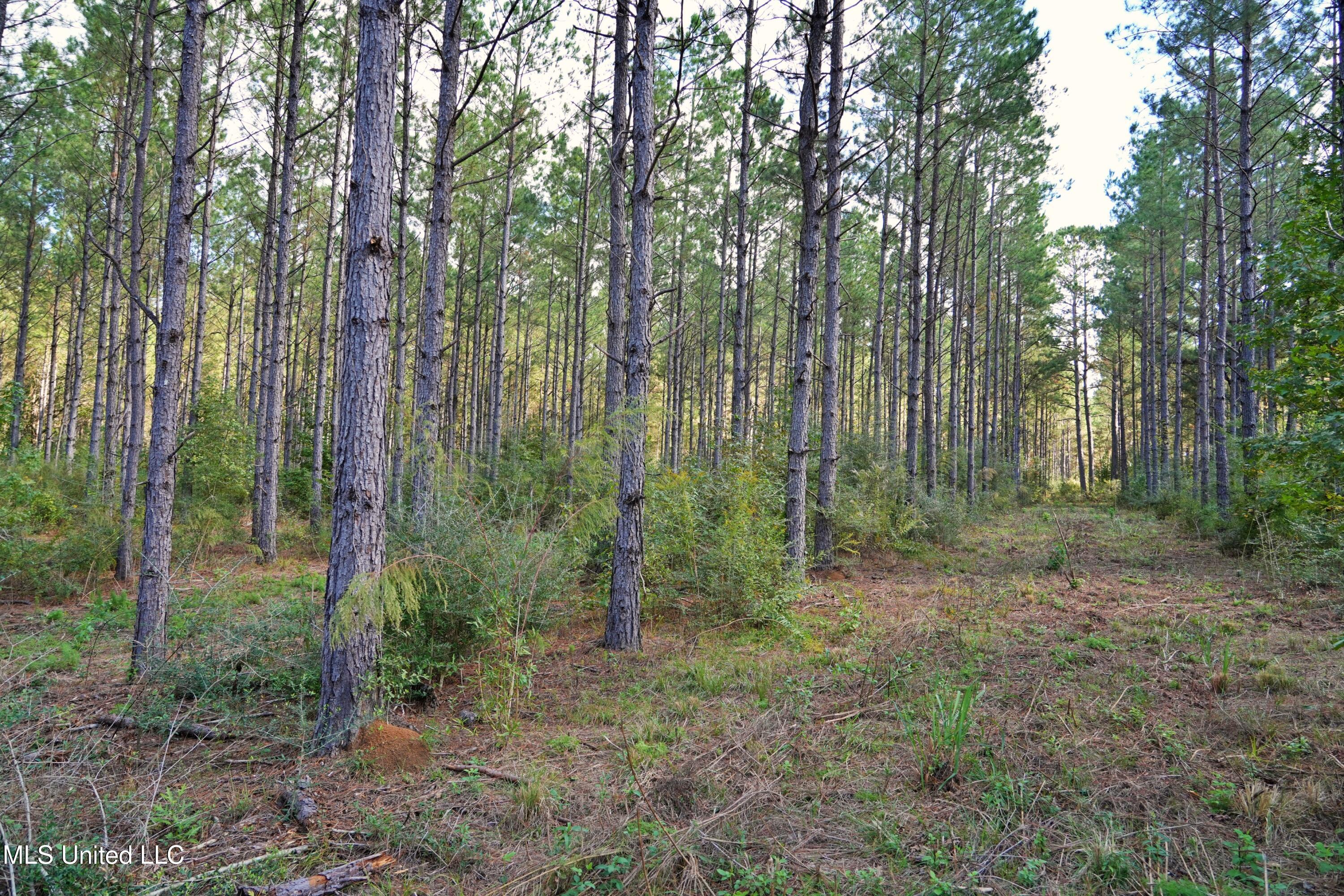 2093 Mallalieu Drive Ruth, MS 39662 - Photo 16 of 35 DSC00123