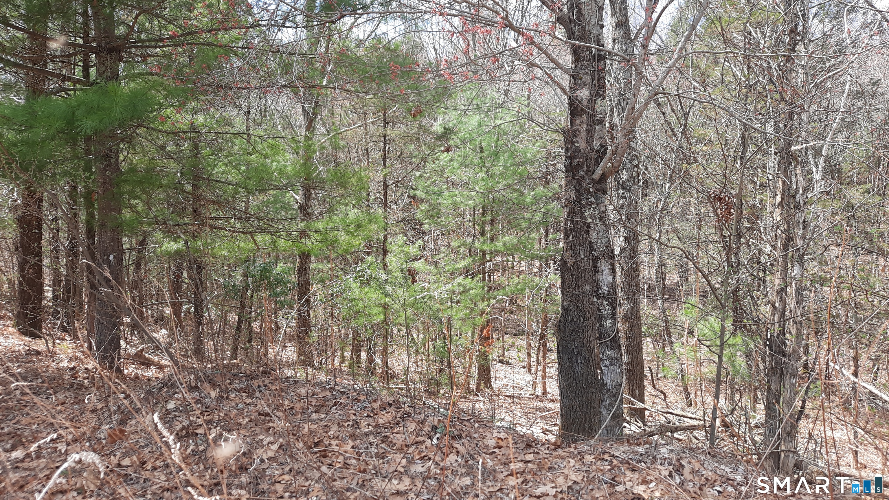 Lot 03-2 New Sweden Road Woodstock, CT 06281 - Photo 3 of 5 a view of a forest filled with trees
