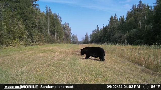 Tbd Saralampi Road Meadowlands, MN 55765 - Photo 19 of 26
