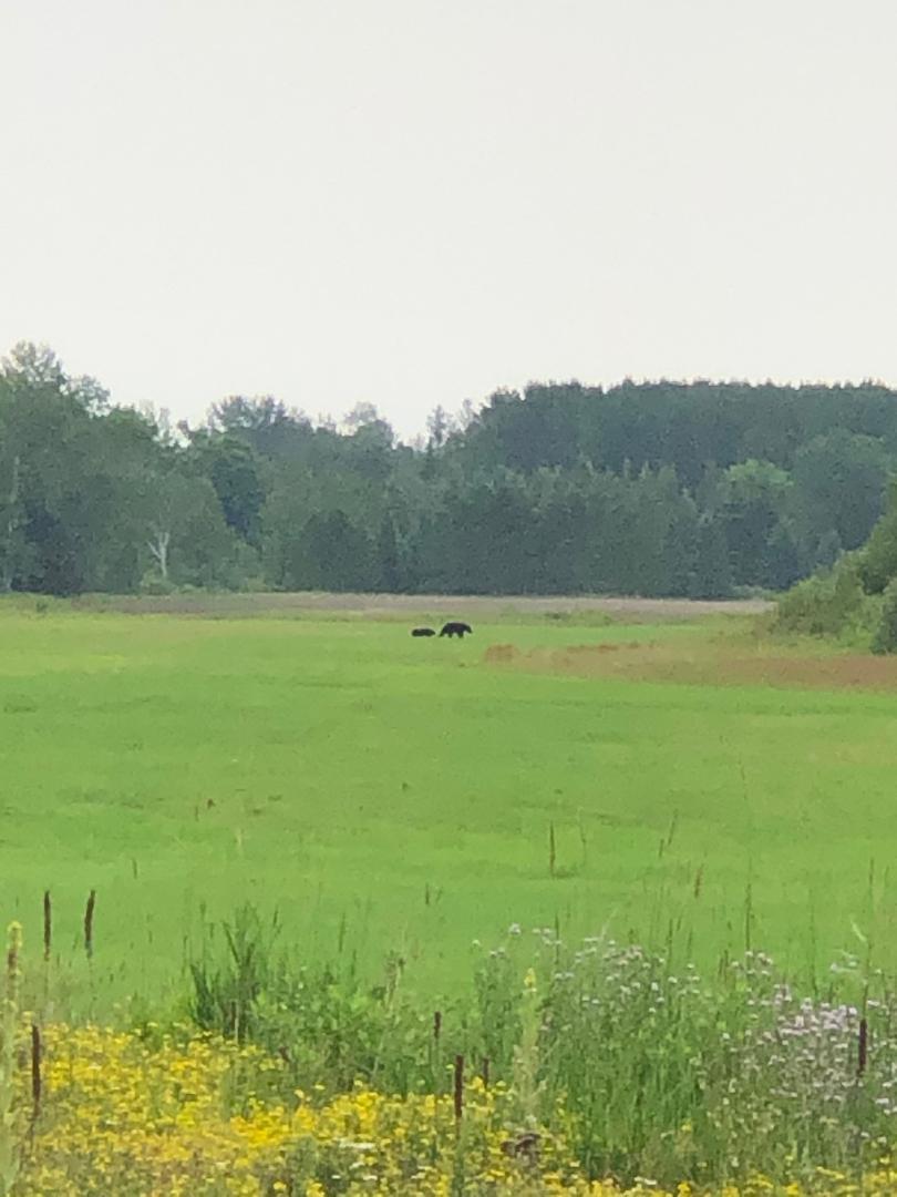 Tbd Saralampi Road Meadowlands, MN 55765 - Photo 20 of 26